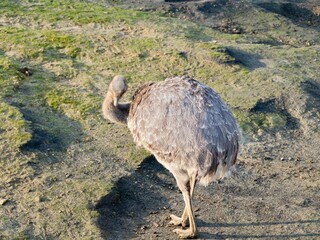 Darwin's rhea or the lesser rhea (Rhea pennata) is a large flightless bird, the smaller of the two...
