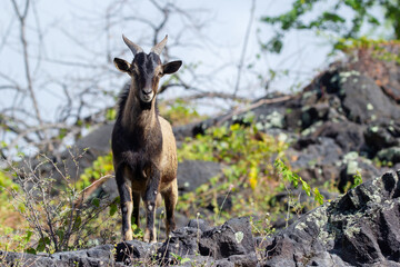 Obraz premium Hawaiian wild goat is standing on rocky volcanic desert.