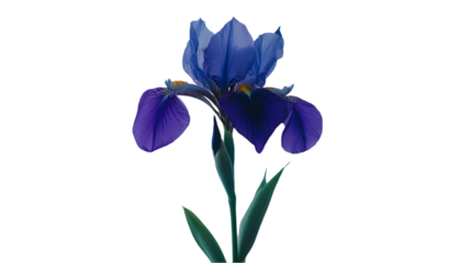 Close-up of a Vibrant Blue Iris Flower with Water Droplets on a