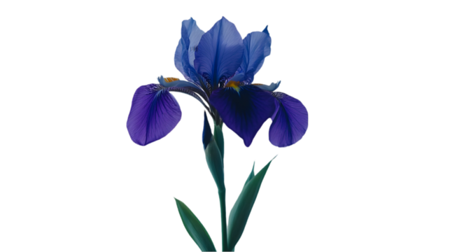 Close-up of a Vibrant Blue Iris Flower with Water Droplets on a