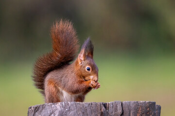 A European Red squirrel (Sciurus vulgaris) sitting on a tree stump eating with its bushy tail pointing upwards.