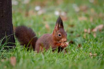 Fototapeta premium A European Red squirrel (Sciurus vulgaris) foraging for walnuts on autumn leaf covered ground.