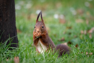 A European Red squirrel (Sciurus vulgaris) foraging for walnuts on autumn leaf covered ground.