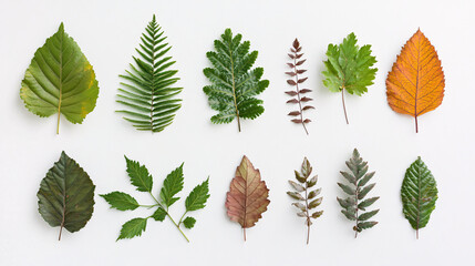 a variety of colorful leaves including green yellow and brown in assorted shapes arranged on a white background
