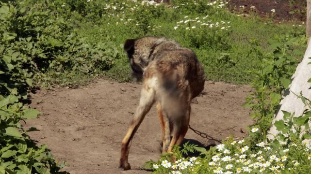 Brown-colored watchdog restlessly barking while chained, wagging tail and scanning surroundings with alert posture against grassy rural landscape under bright daylight
