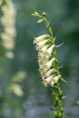 Straw foxglove (digitalis lutea) flowers in bloom