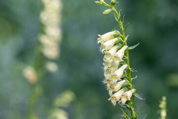Straw foxglove (digitalis lutea) flowers in bloom