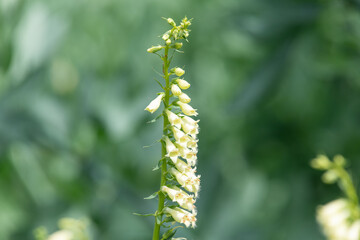 Straw foxglove (digitalis lutea) flowers in bloom © tom