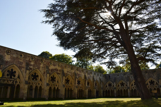 The medieval cloister arcades surrounding the green courtyard with a large cedar tree at Salisbury Cathedral.