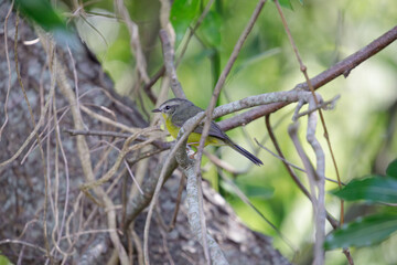 Golden-crowned Warbler (Basileuterus culicivorus) perched on a branch.
