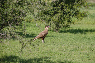 Crested Caracara (Caracara plancus) standing on the grass.