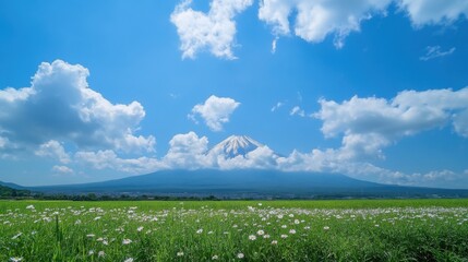 Fototapeta premium Charming summer landscape with daisies and blue sky
