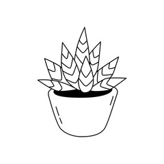 Vector illustration of a Gasteria in the doodle style. Isolate on a white background