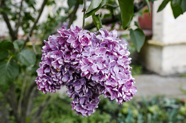 Beautiful lilac flowers branch on a green background, natural spring background. Blooming lilac bush with tender flower. Selective focus, blurred background