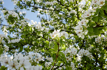 Beautiful white pear blossom. Flowering pear tree. Soft focus image of blossoming tree in spring time