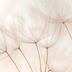 Close-up of dandelion seed head details