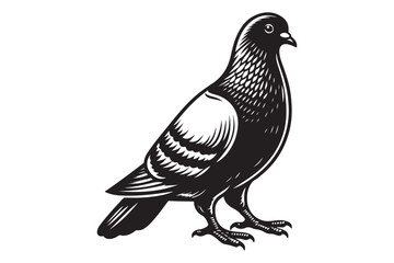 Pigeon Silhouette