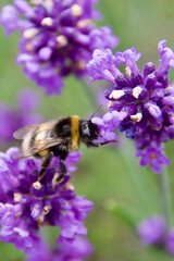 A bumblebee gathers nectar from vibrant purple lavender flowers. The macro shot captures the bee's fuzzy body, delicate wings, and the intricate floral details.