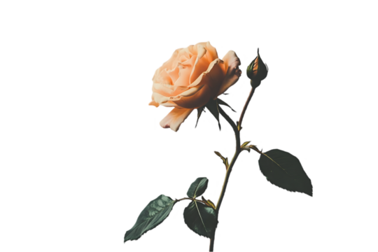 Elegant Peach Rose with Bud Isolated on Black