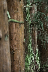 Majestic trees in a tranquil forest in Portugal showcase nature's beauty and resilience throughout the seasons