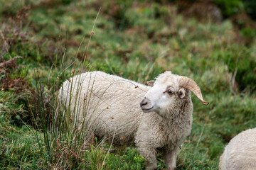Sheep grazing peacefully on lush green hillside in Portugal during a sunny afternoon