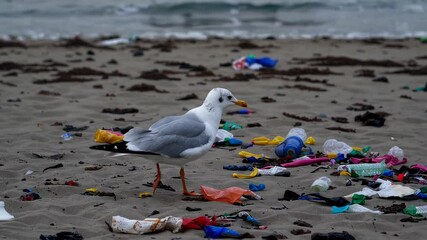 seagull standing on a beach polluted with colorful plastic debris, highlighting the impact of ocean pollution and the urgent need for environmental action