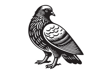 Pigeon Silhouette