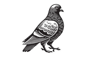 Pigeon Silhouette