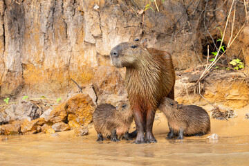 Madre carpincho capibara amamantando
