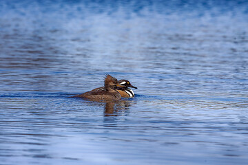 The hooded merganser (Lophodytes cucullatus), pair on the lake