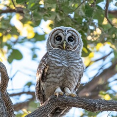 Majestic Barred Owl Perched on Branch, Wildlife Photography