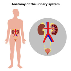 Human anatomy of the urinary system. Medical illustration. Kidney, bladder, urinary tract