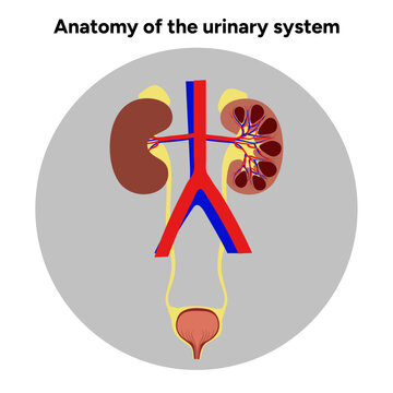 Human anatomy of the urinary system. Medical illustration. Kidney, bladder, urinary tract