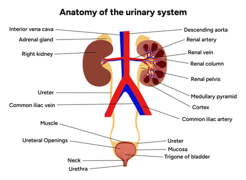 Human anatomy of the urinary system. Medical illustration. Kidney, bladder, urinary tract