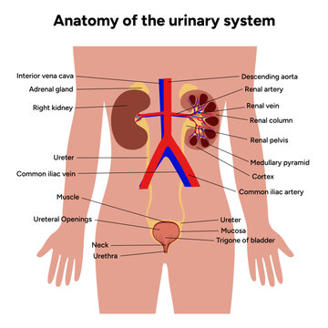 Human anatomy of the urinary system. Medical illustration. Kidney, bladder, urinary tract