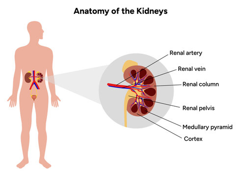 Human anatomy of the kidneys function. Medical illustration