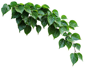 A lush, Green ivy climbing plant with heart-shaped leaves, The plant appears healthy and dense, with many stems. isolated over transparent background, PNG cut-out
