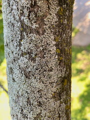 Lichen on a Tree