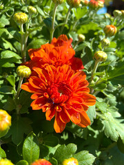 orange flower in garden