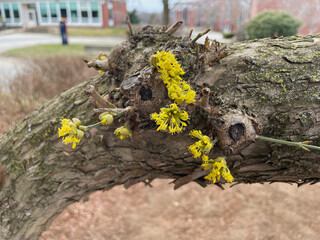 Small Flowers on Tree