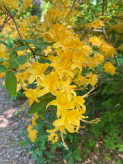 Yellow Flowers on Tree
