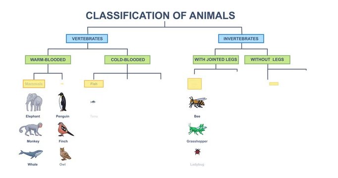 Animal classification diagram. Moving banner or educational infographic with vertebrate and invertebrate animals. Studying biology and wildlife. Cartoon flat animated graphics