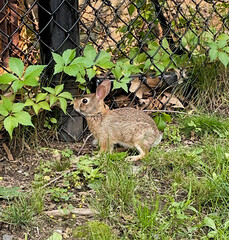 rabbit eating leaf