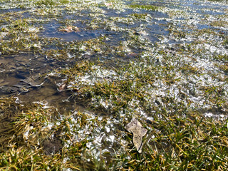 Icy field