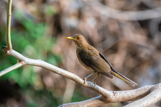 Mirla - Turdus grayi; Clay-colored Thrush