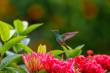 Colibrí cola roja - Amazilia tzacatl  Rufous-tailet Hummingbird © W. Otero Fotografía