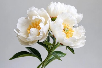 Fototapeta premium Two white flowers with green leaves in a decorative vase