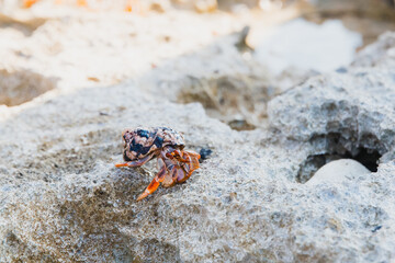 A hermit crab crawling on rocks on the beach