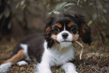 Portrait of dog puppy. Cavalier king charles spaniel with flower in his mouth in the garden