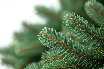 A detailed view of a pine tree's green needles